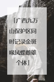 广西九万山保护区同时记录金斑喙凤蝶雌雄个体